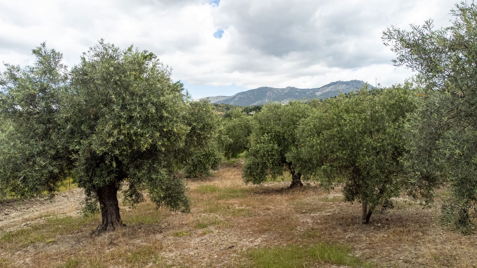 Mark till salu i Granada stad - 39 900 € (Ref: 9964531)