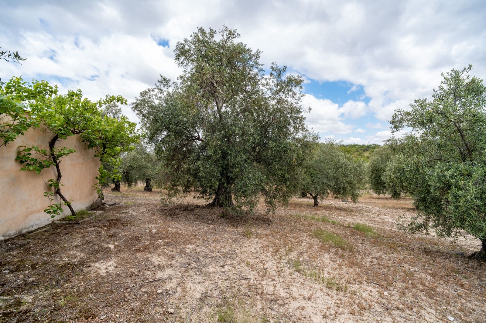 Mark till salu i Granada stad - 39 900 € (Ref: 9964531)