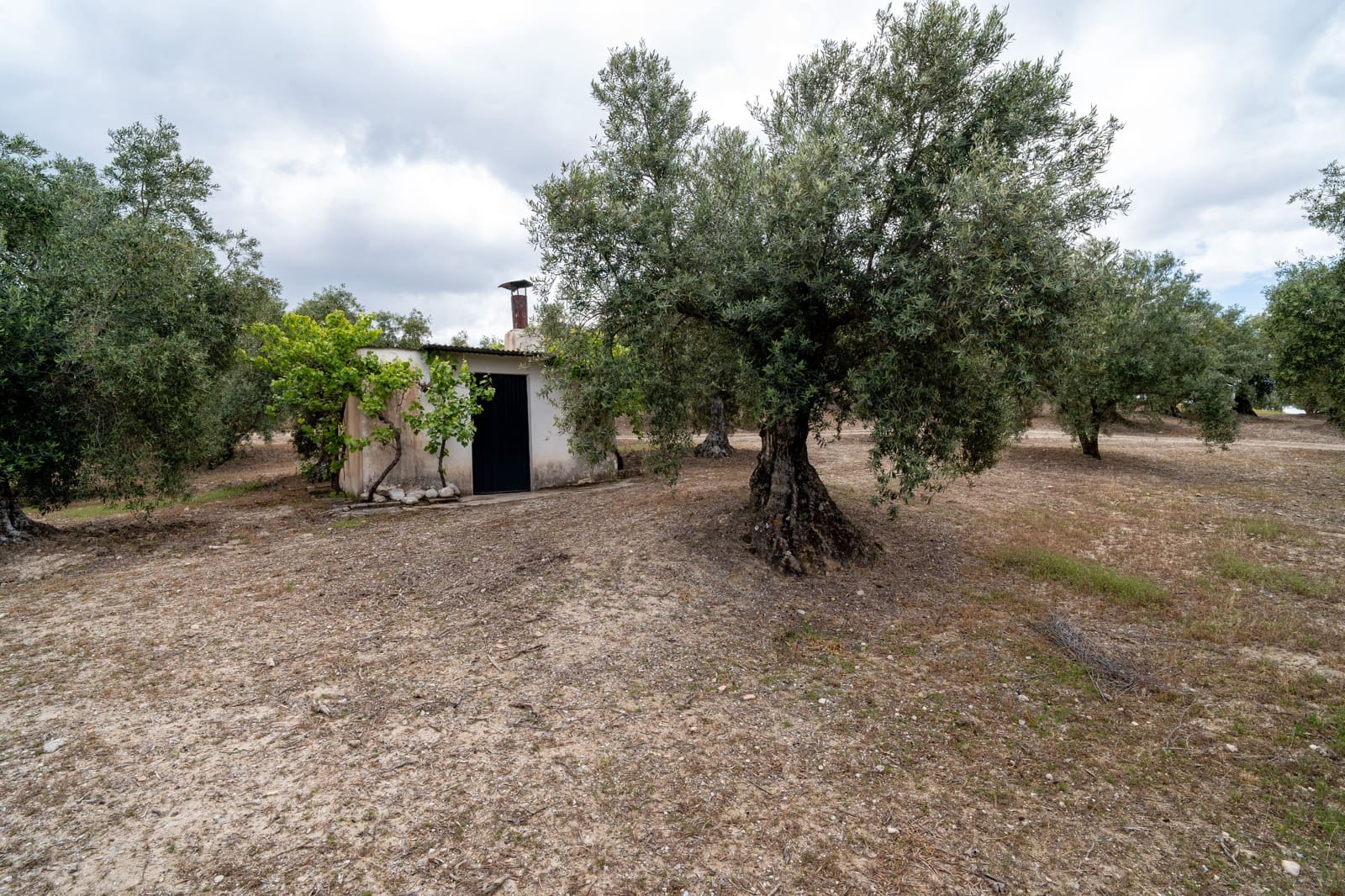 Mark till salu i Granada stad - 39 900 € (Ref: 9964531)