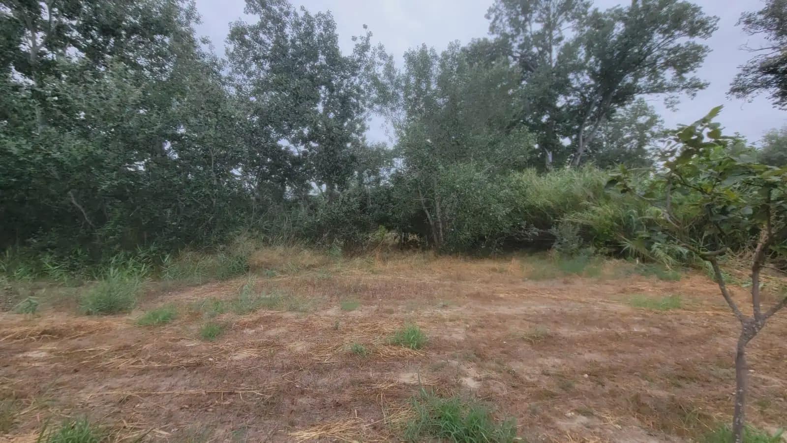 Grunde uden byggetilladelser til salg i Asco - € 39.000 (Ref: 9781148)