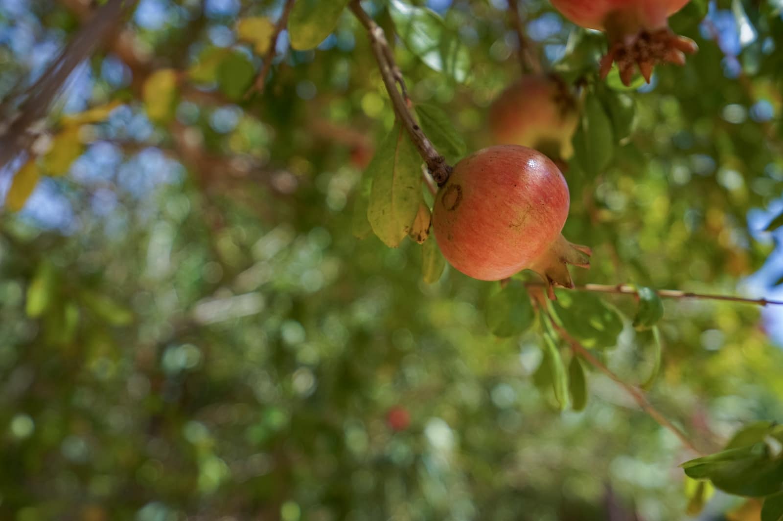 3 camera da letto Villa in vendita in Javea / Xabia con piscina - 620.000 € (Rif: 9383755)