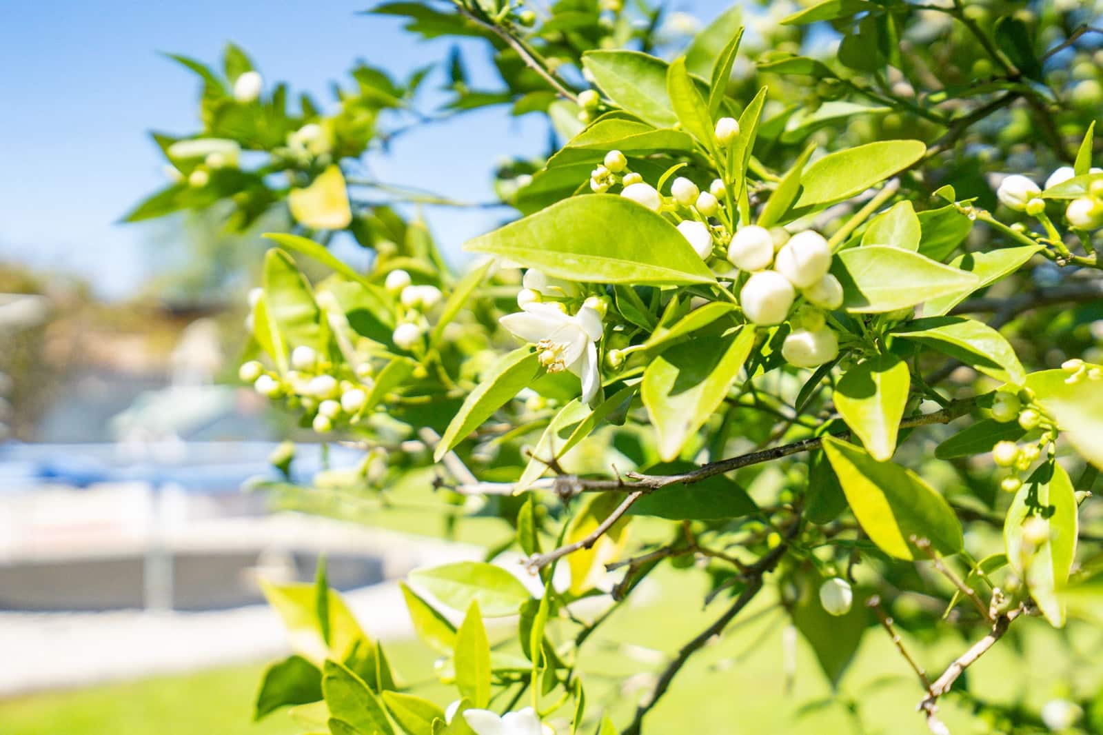 6 bedroom Villa for sale in La Xara with pool - € 695,000 (Ref: 9640790)