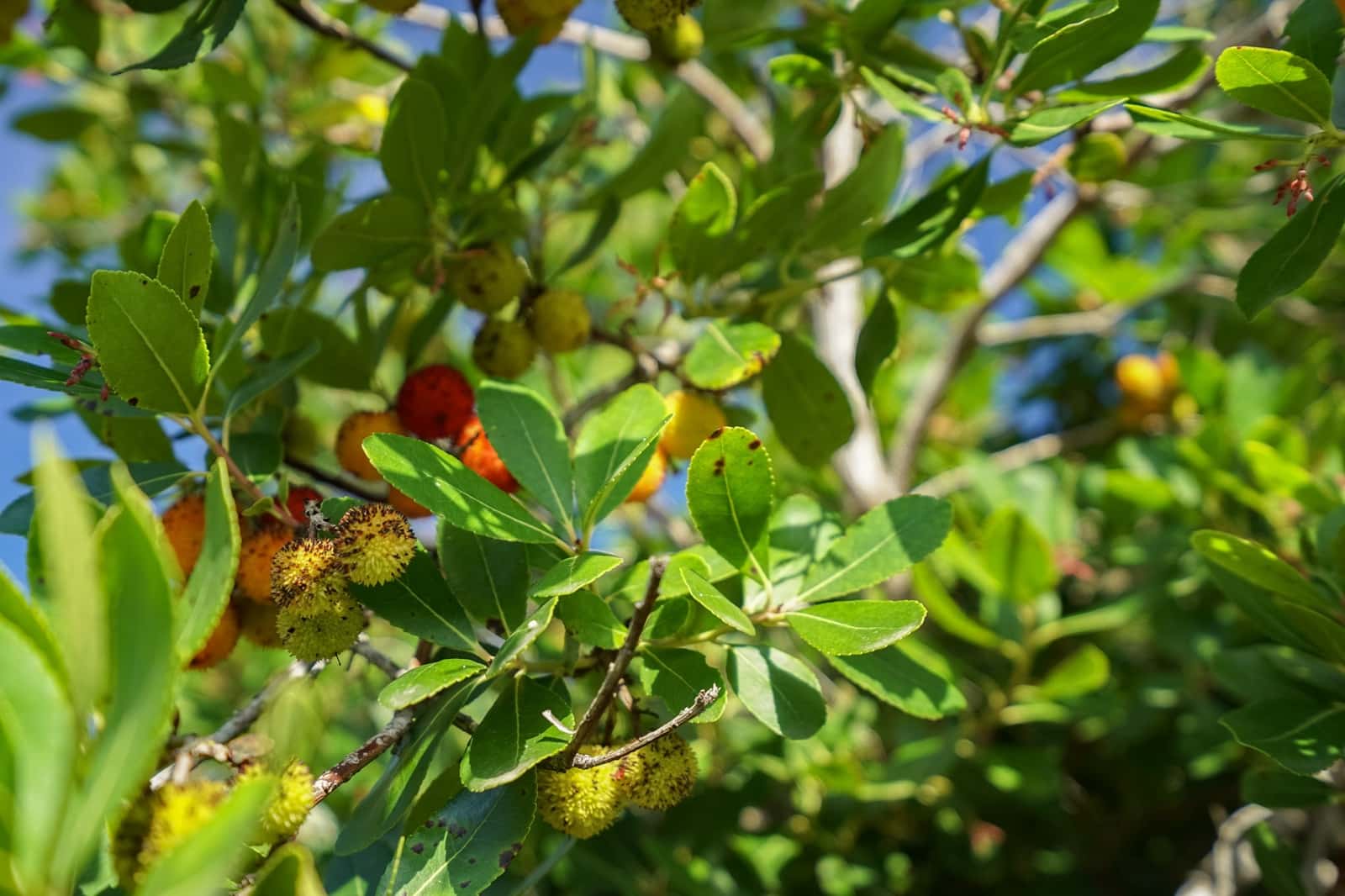 Terreno para Construção para venda em Javea / Xabia - 2 500 000 € (Ref: 9640897)