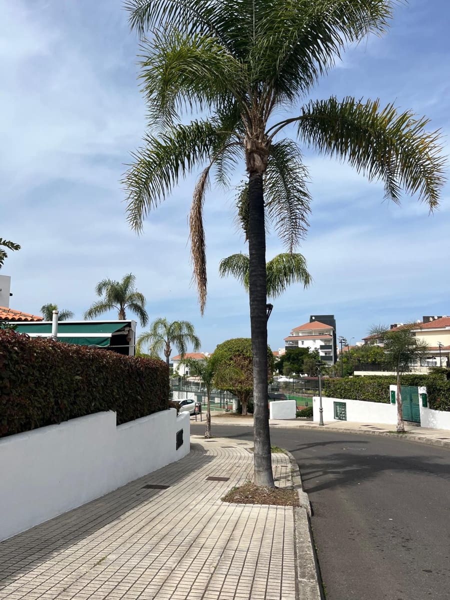 1 soveværelse Lejlighed til leje i Puerto de la Cruz med garage - € 1.150 (Ref: 10101576)