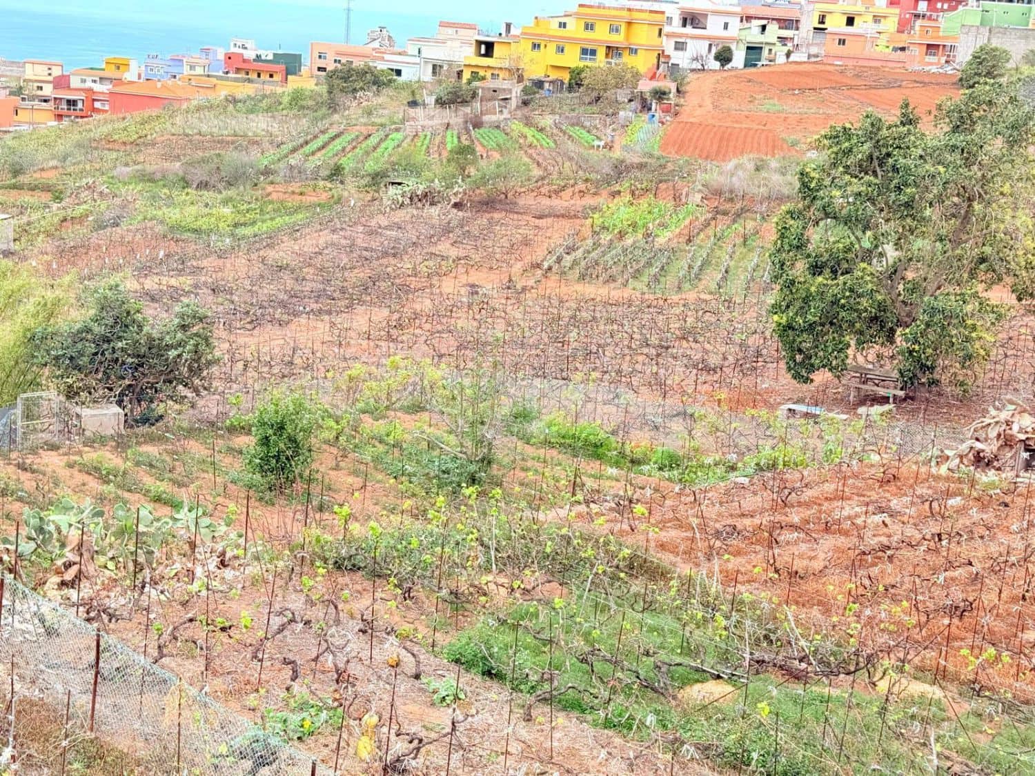 Działka budowlana na sprzedaż w La Victoria de Acentejo - 129 000 € (Ref: 8755339)