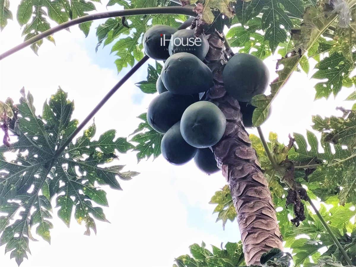 Maalaistalo myytävänä paikassa Buenavista del Norte - 465 000 € (Ref: 8980821)