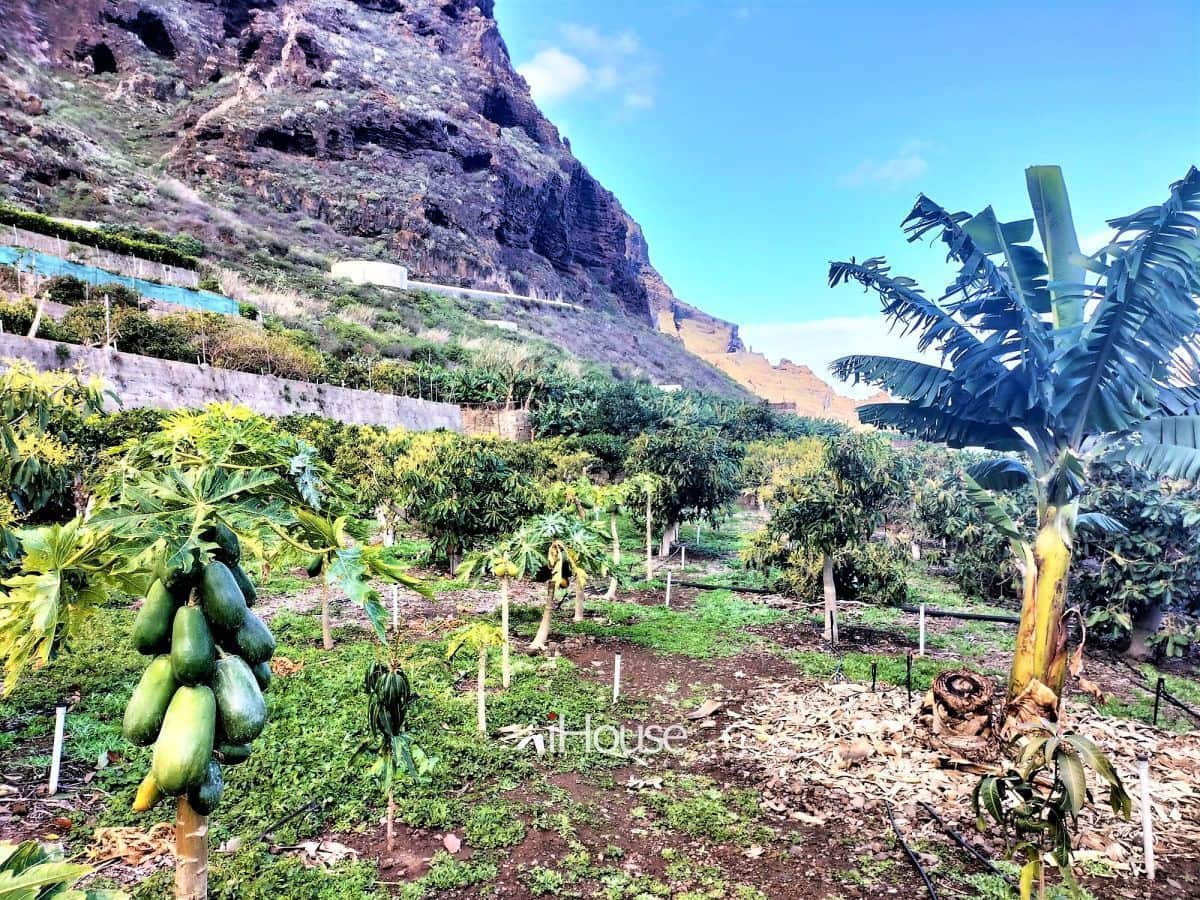 Maalaistalo myytävänä paikassa Buenavista del Norte - 465 000 € (Ref: 8980821)