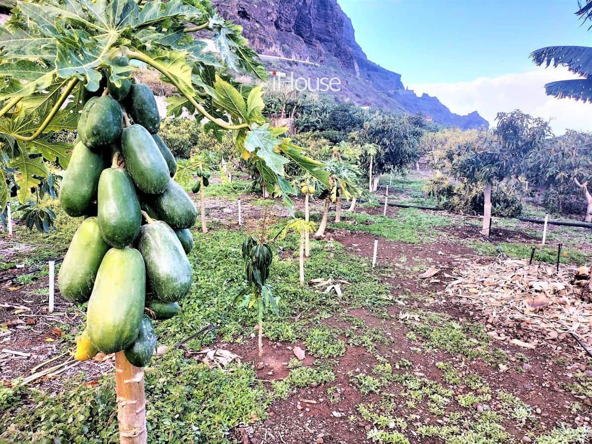 Maalaistalo myytävänä paikassa Buenavista del Norte - 465 000 € (Ref: 8980821)