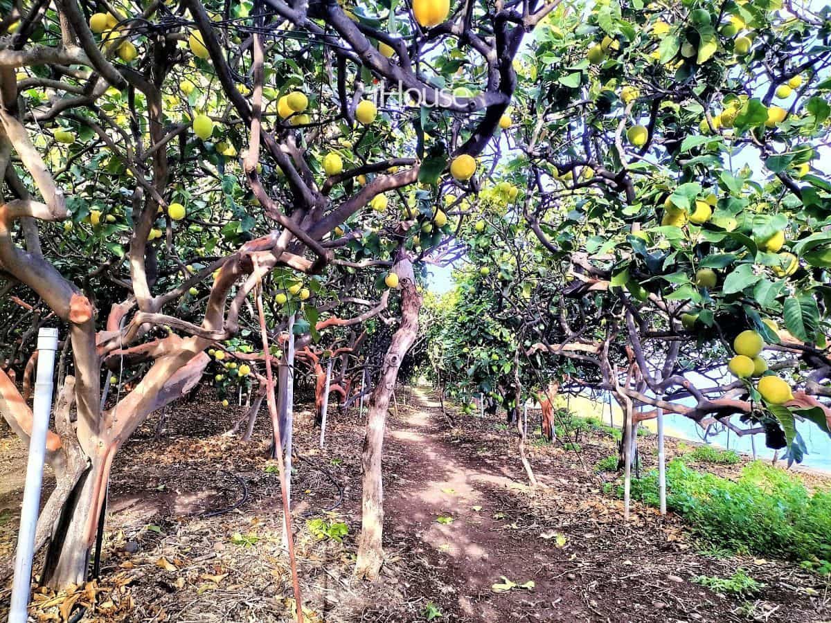 Maalaistalo myytävänä paikassa Buenavista del Norte - 465 000 € (Ref: 8980821)