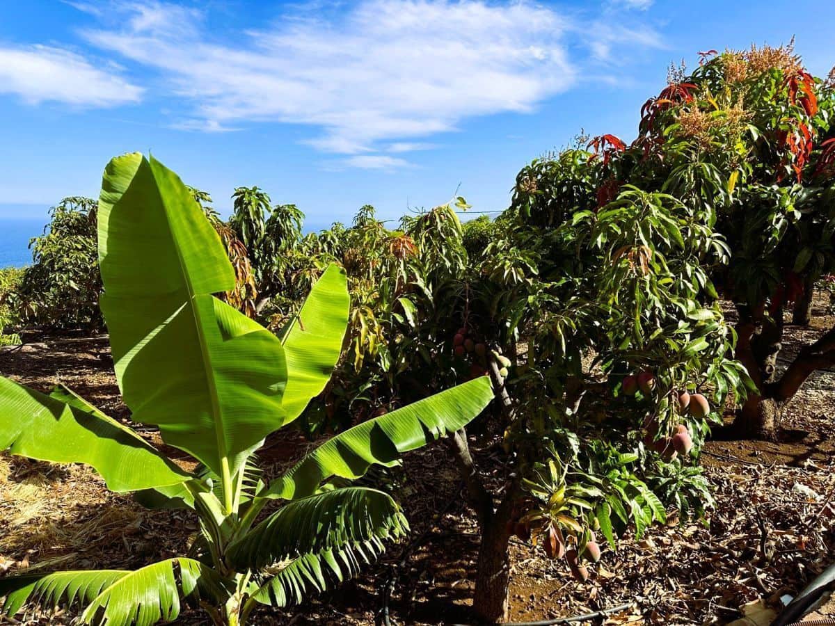 1 sypialnia Finka/Dom wiejski na sprzedaż w Candelaria z garażem - 549 000 € (Ref: 8980827)