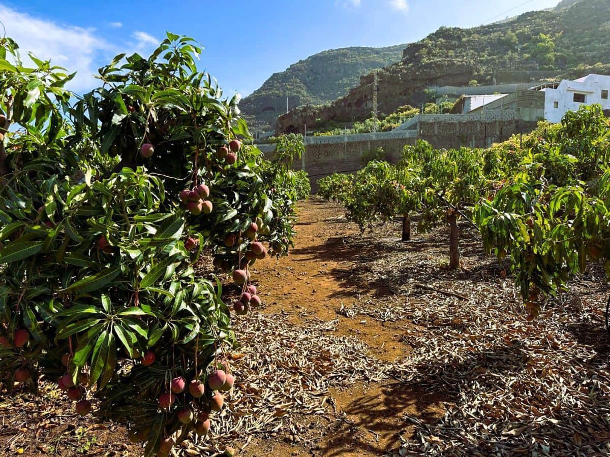 1 sypialnia Finka/Dom wiejski na sprzedaż w Candelaria z garażem - 549 000 € (Ref: 8980827)