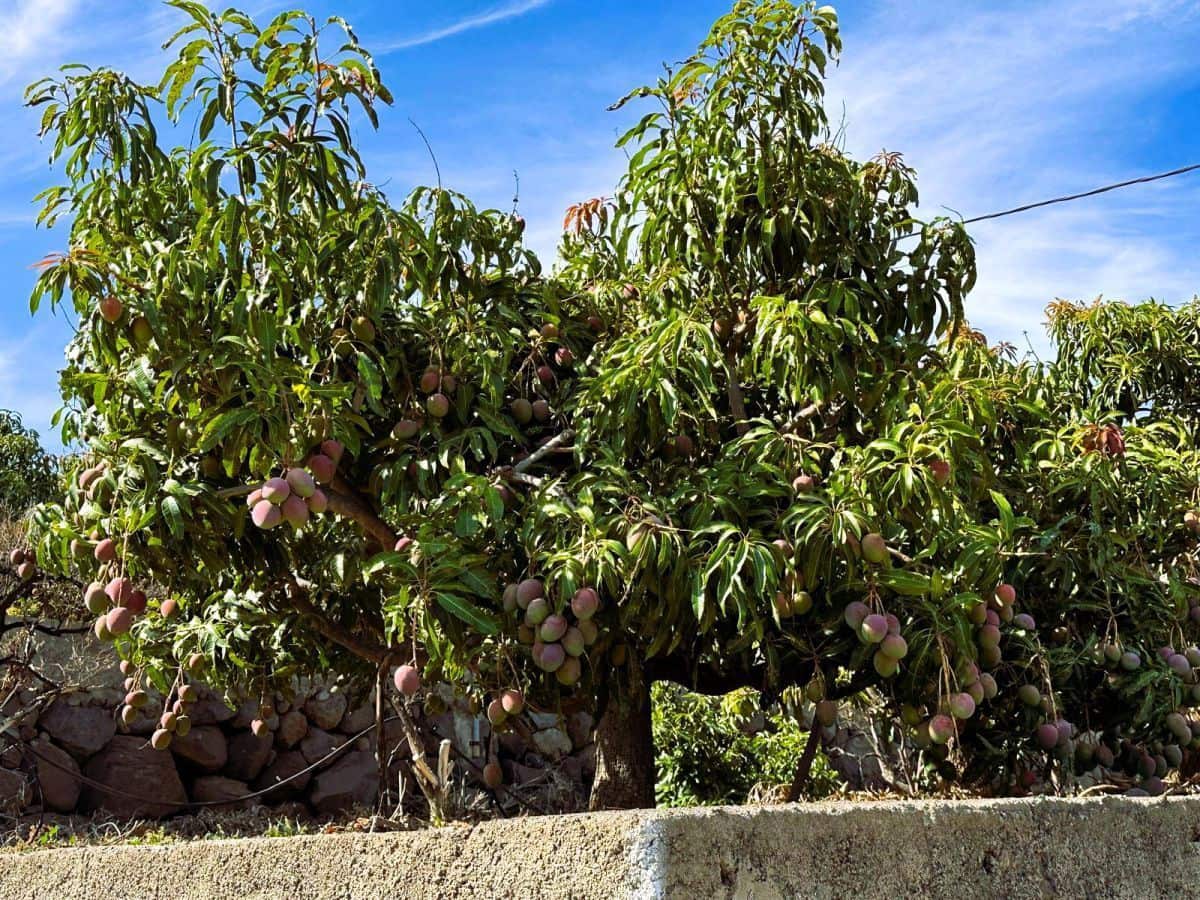 1 sypialnia Finka/Dom wiejski na sprzedaż w Candelaria z garażem - 549 000 € (Ref: 8980827)