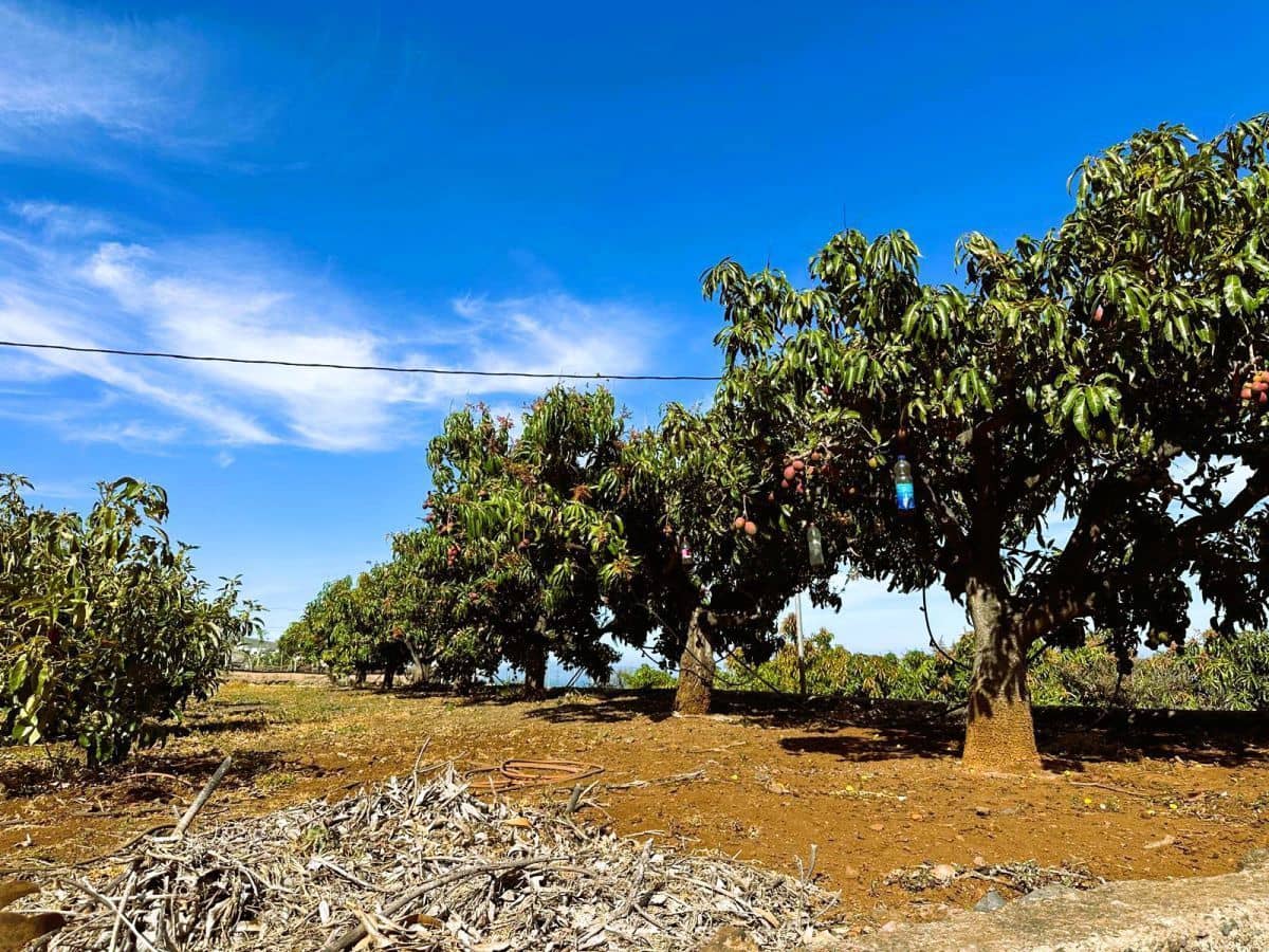 1 sypialnia Finka/Dom wiejski na sprzedaż w Candelaria z garażem - 549 000 € (Ref: 8980827)