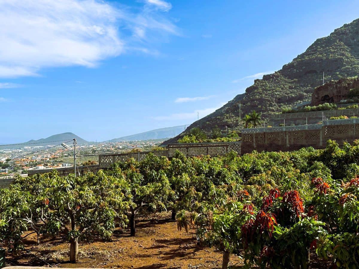 1 sypialnia Finka/Dom wiejski na sprzedaż w Candelaria z garażem - 549 000 € (Ref: 8980827)