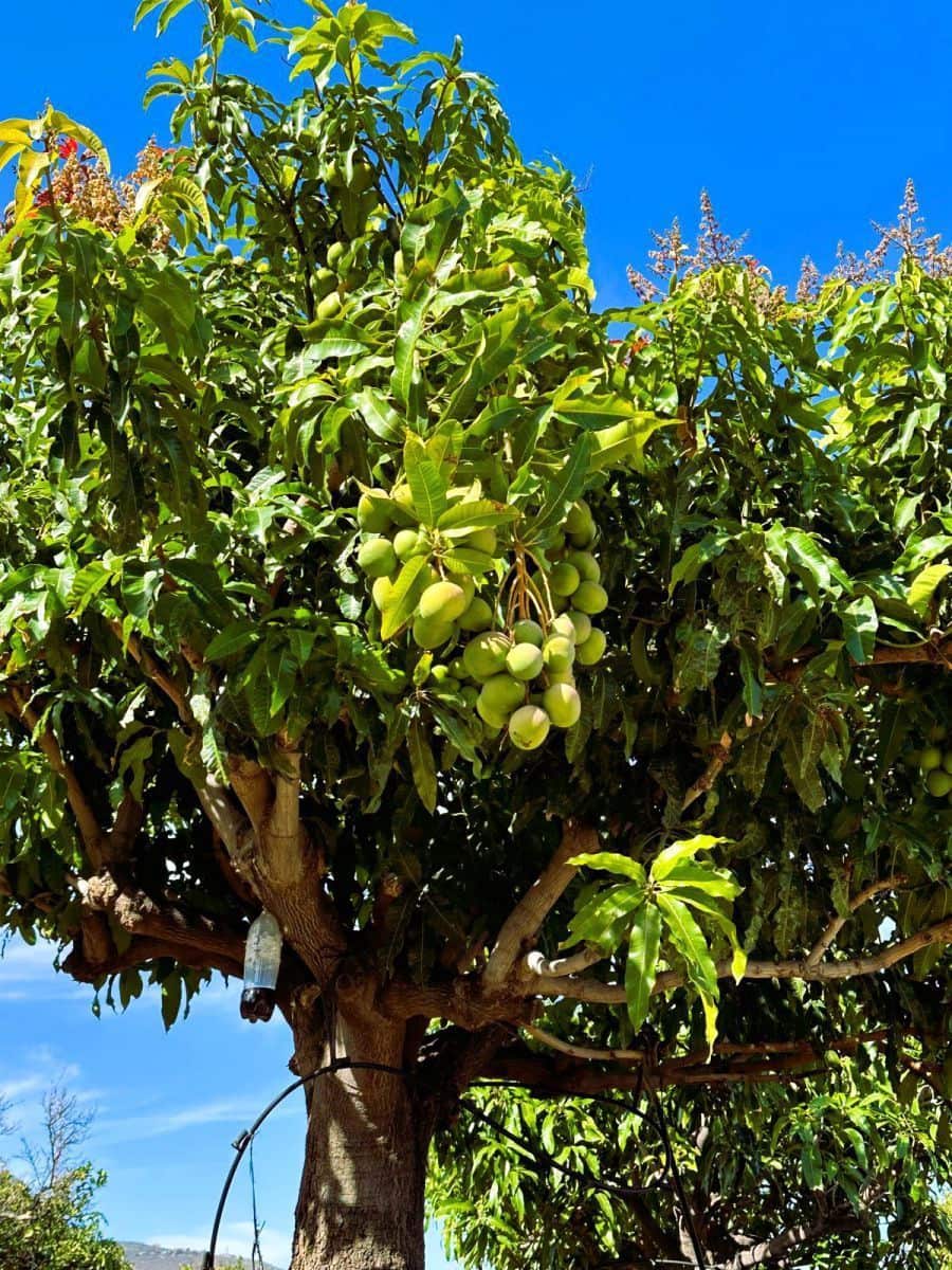 1 sypialnia Finka/Dom wiejski na sprzedaż w Candelaria z garażem - 549 000 € (Ref: 8980827)