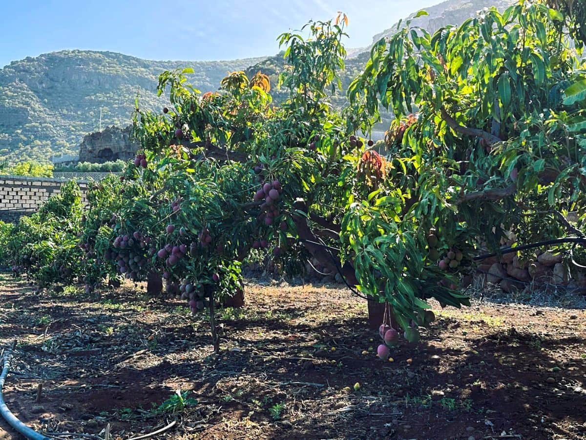 1 sypialnia Finka/Dom wiejski na sprzedaż w Candelaria z garażem - 549 000 € (Ref: 8980827)