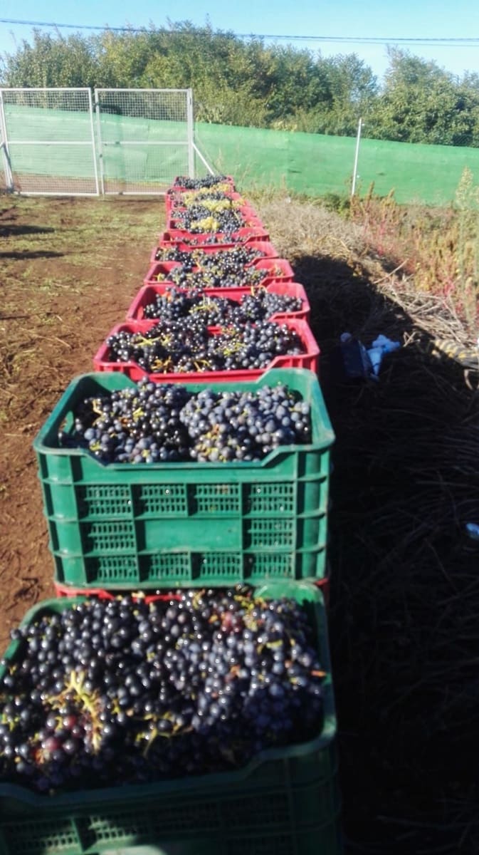 Finca/Landhuis te koop in Tacoronte - € 325.000 (Ref: 8982131)