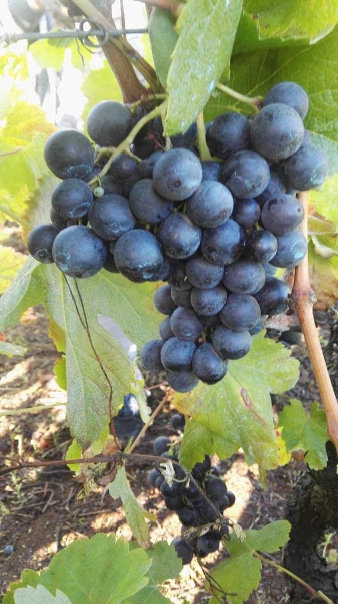 Finca/Landhuis te koop in Tacoronte - € 325.000 (Ref: 8982131)