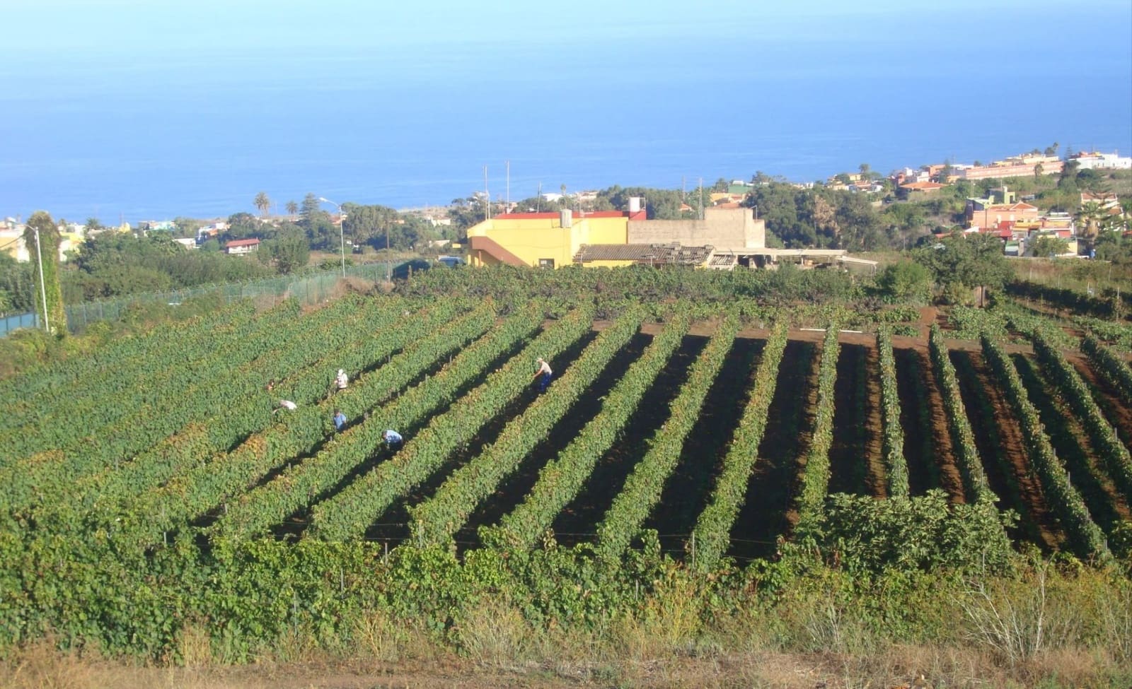 Finca/Landhuis te koop in Tacoronte - € 325.000 (Ref: 8982131)