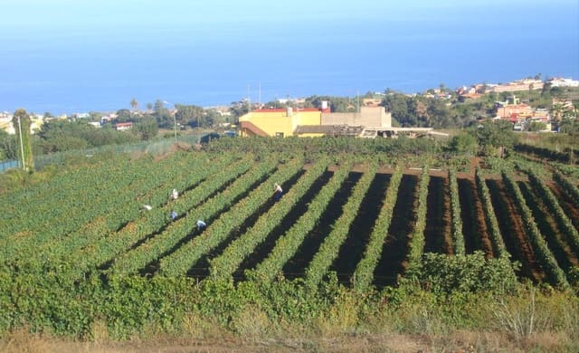 Finca/Landhuis te koop in Tacoronte - € 325.000 (Ref: 8982131)