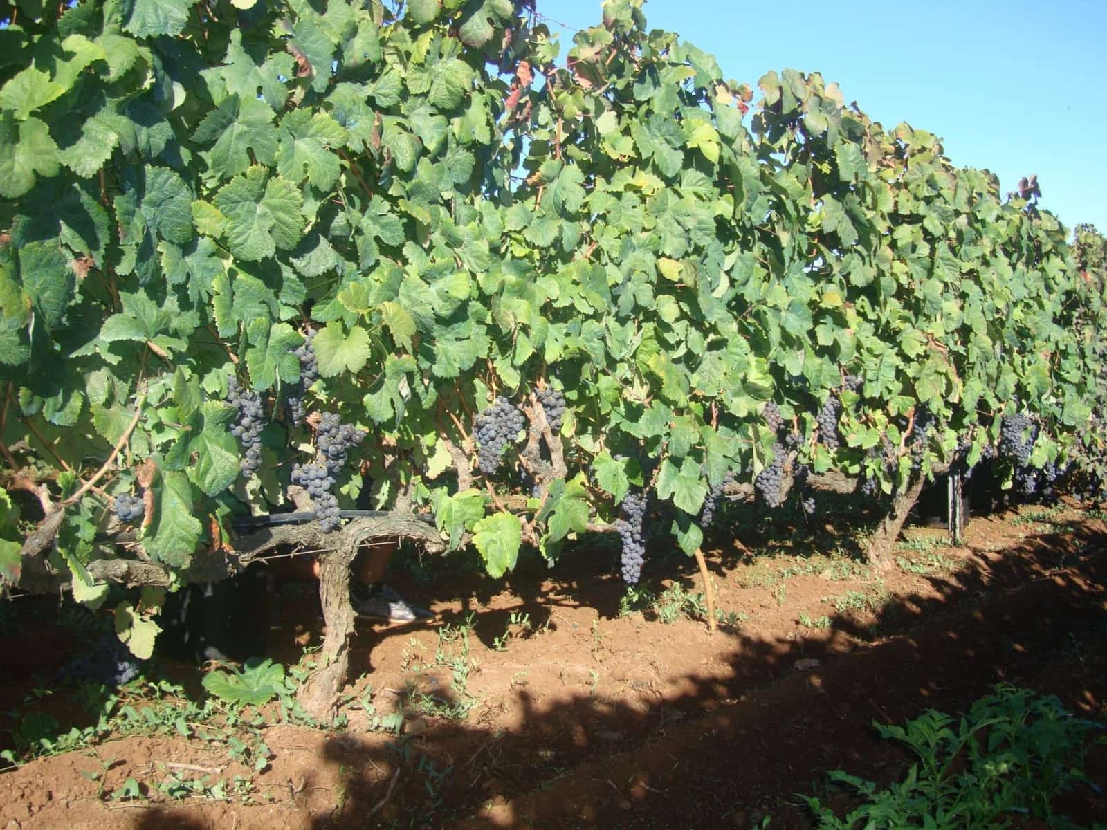 Finca/Landhuis te koop in Tacoronte - € 325.000 (Ref: 8982131)