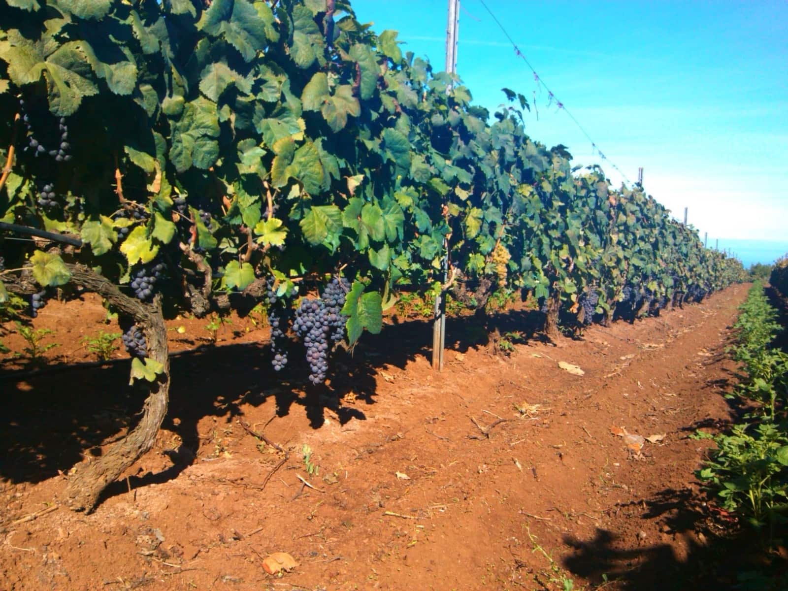 Finca/Landhuis te koop in Tacoronte - € 325.000 (Ref: 8982131)