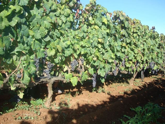 Finca/Landhuis te koop in Tacoronte - € 325.000 (Ref: 8982131)