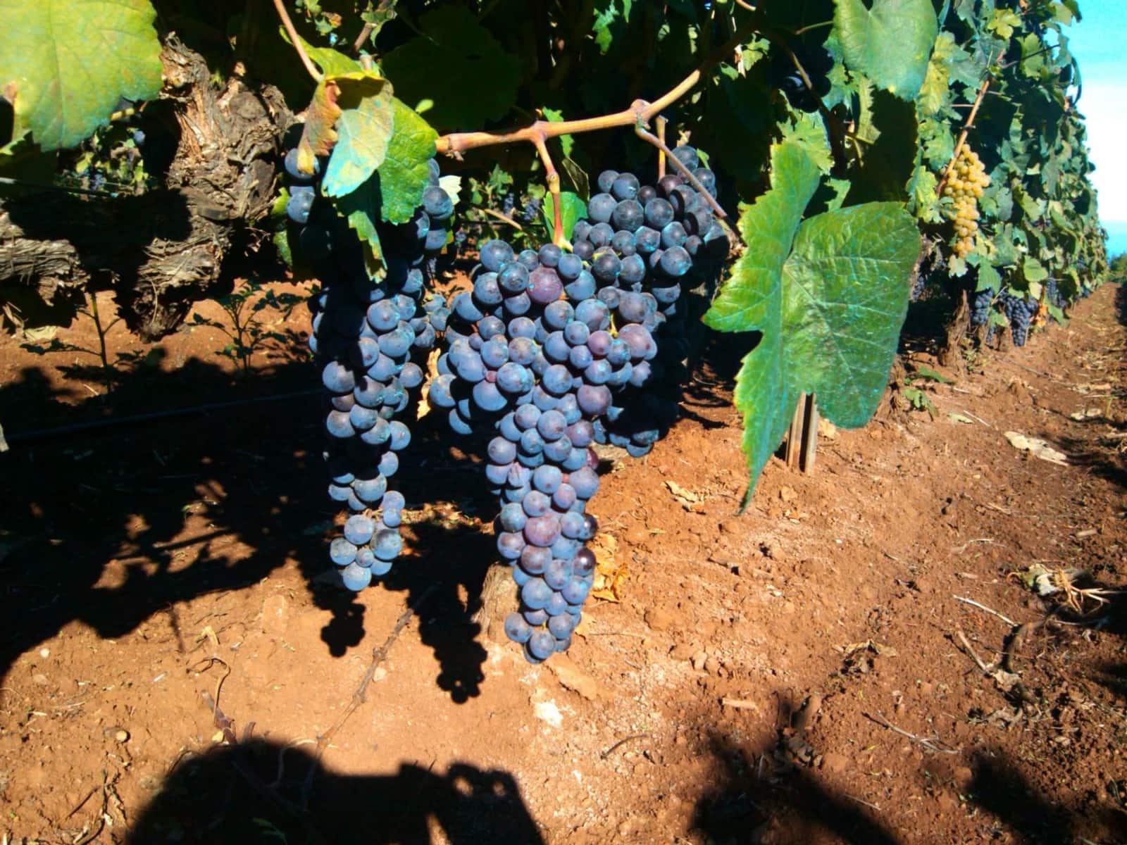 Finca/Landhuis te koop in Tacoronte - € 325.000 (Ref: 8982131)