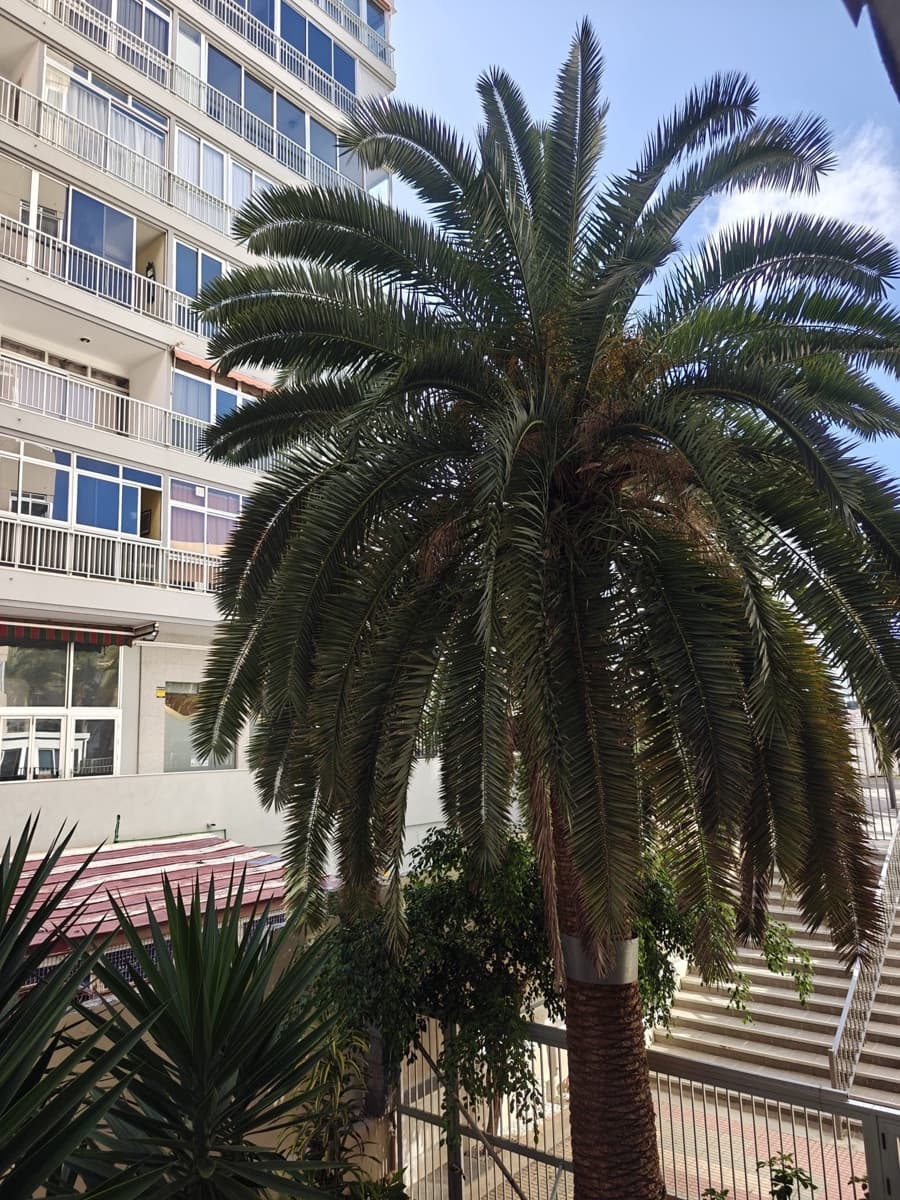Studio for rent in Puerto de la Cruz - € 750 (Ref: 9676797)