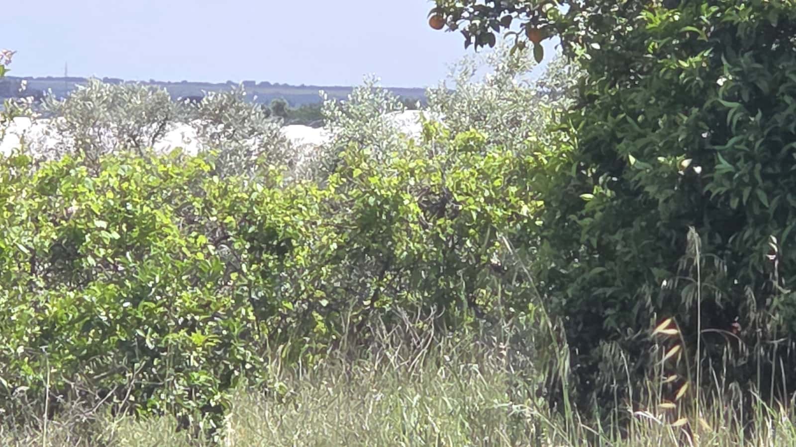 3 slaapkamer Finca/Landhuis te koop in Bollullos Par del Condado - € 120.000 (Ref: 9628057)