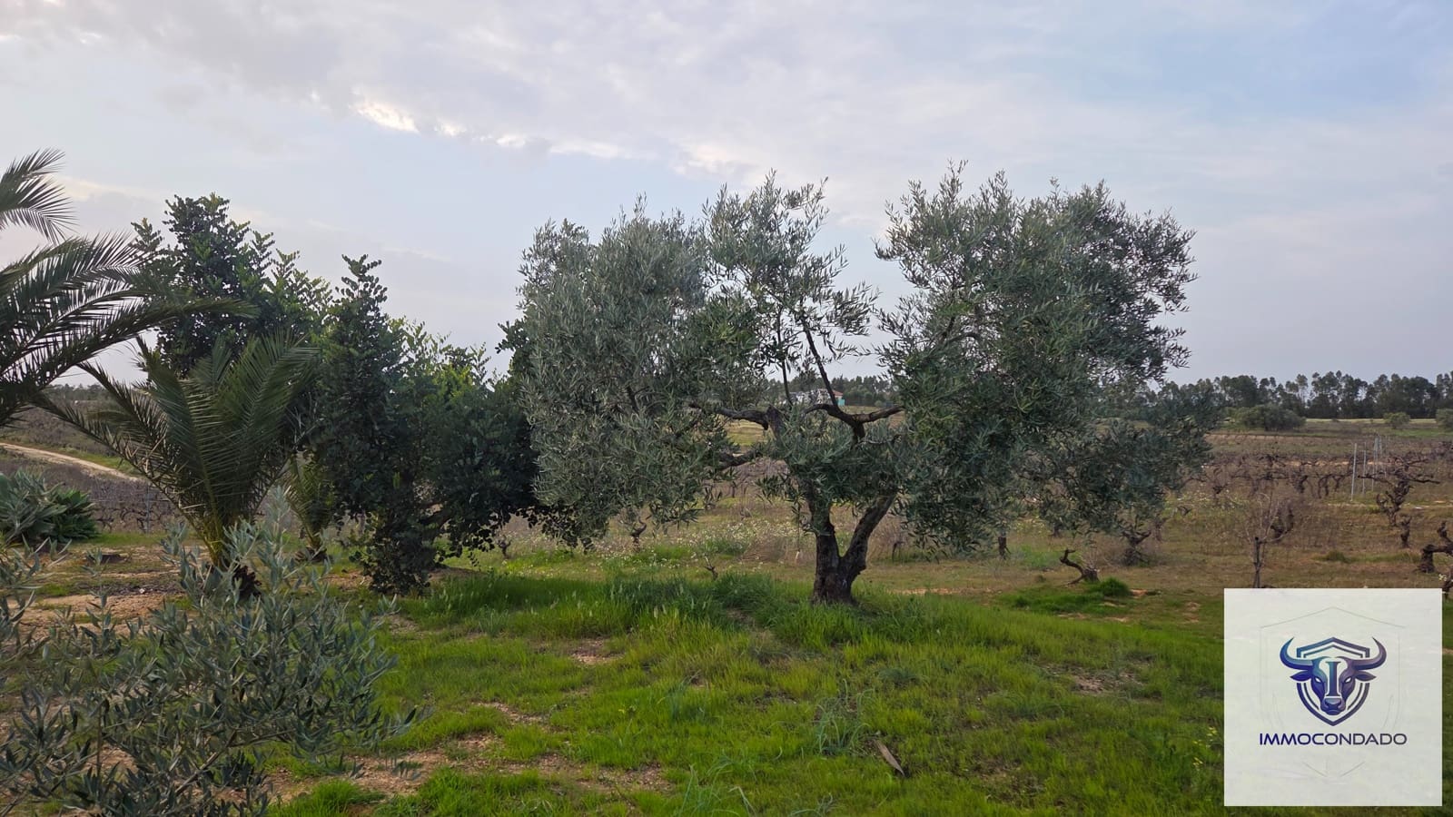 1 bedroom Finca/Country House for sale in La Palma del Condado - € 130,999 (Ref: 9729528)