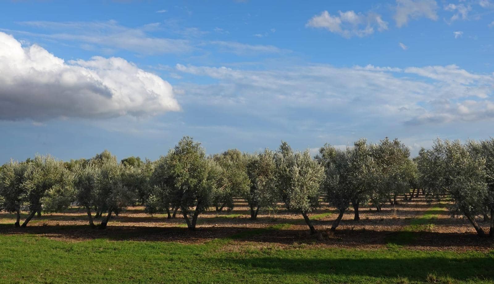 Finca/Landehus til salg i Campanet - € 2.150.000 (Ref: 9166966)