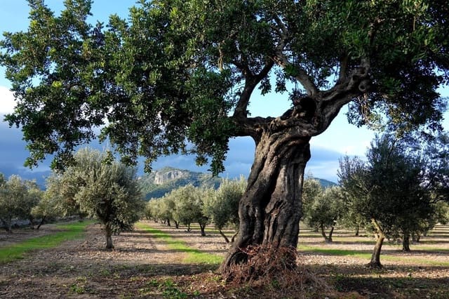 Finca/Landehus til salg i Campanet - € 2.150.000 (Ref: 9166966)