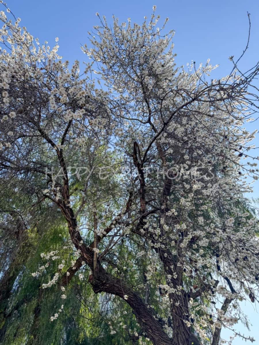 4 soveværelse Villa til salg i Sitges med swimmingpool garage - € 1.850.000 (Ref: 8790222)