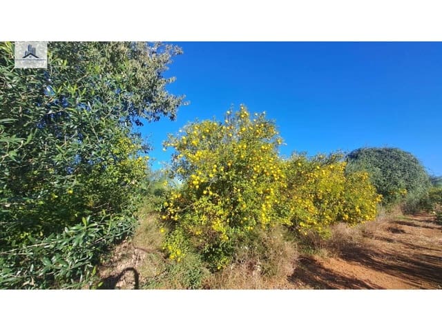 Grond te koop in Almassora / Almazora - € 28.000 (Ref: 9844755)