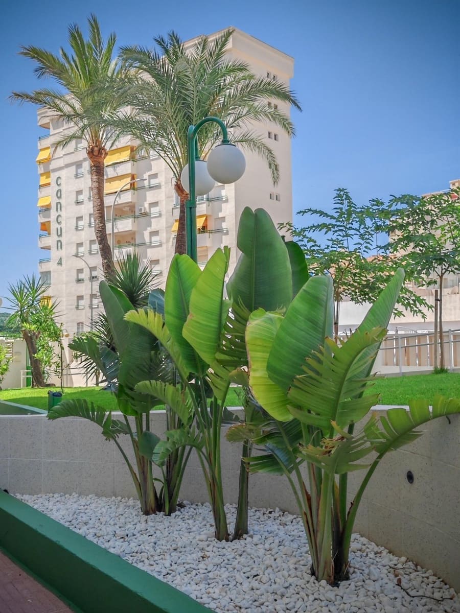 3 Zimmer Apartment zu verkaufen in Gandia mit Pool Garage - 369.000 € (Ref: 9949838)