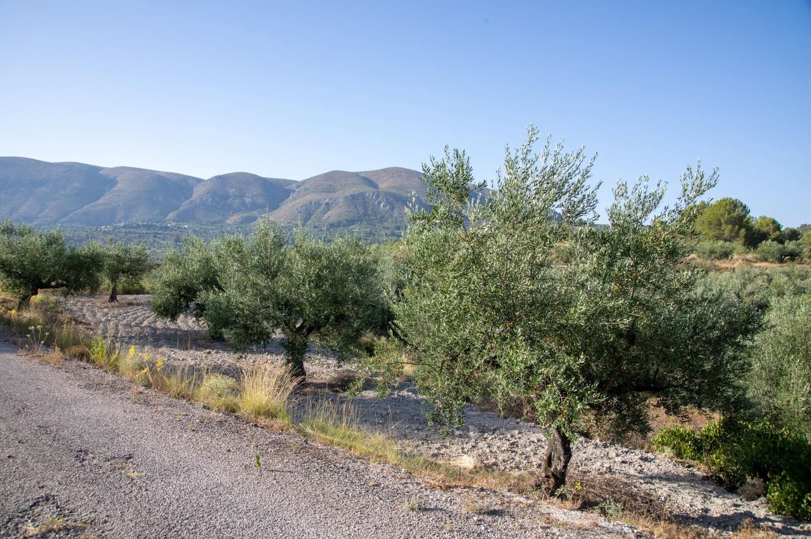 Bouwgrond te koop in Almudaina - € 100.000 (Ref: 9970654)