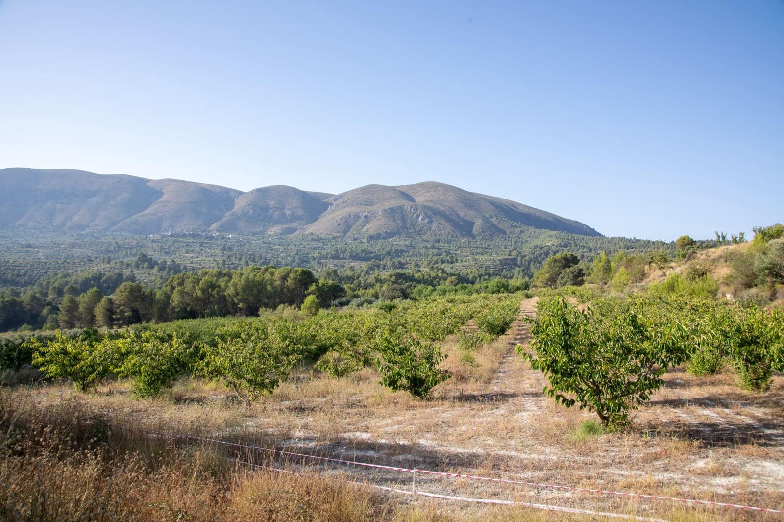 Bouwgrond te koop in Almudaina - € 100.000 (Ref: 9970654)
