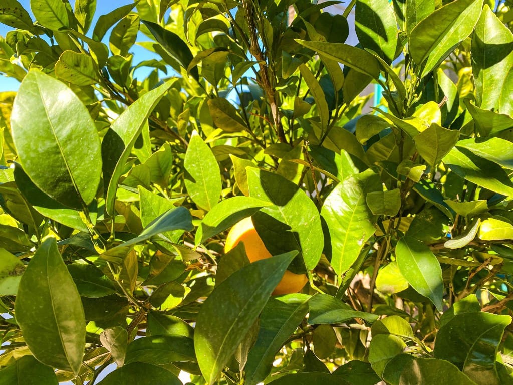 4 slaapkamer Villa te koop in La Zenia met zwembad - € 1.500.000 (Ref: 9440333)