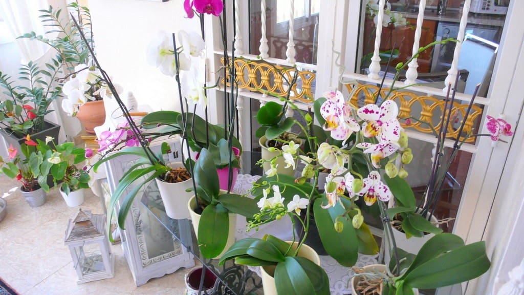 3 soveværelse Finca/Landehus til salg i Dolores - € 349.500 (Ref: 9440556)