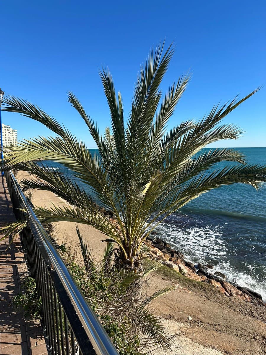 Apartamento de 2 habitaciones en Punta Prima en venta con piscina - 289.995 € (Ref: 9494337)