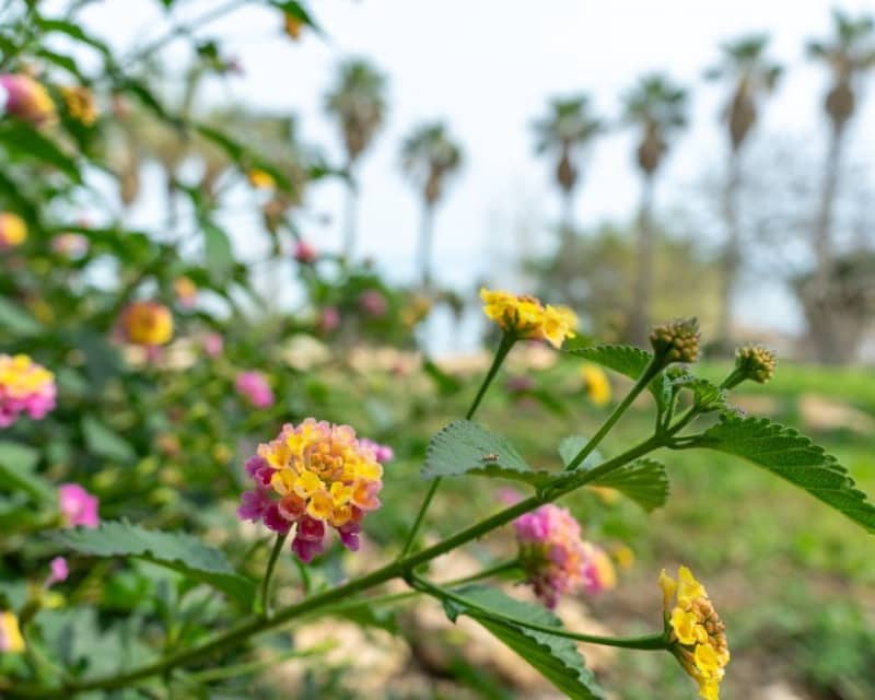 2 soveværelse Villa til salg i Los Altos med swimmingpool - € 290.000 (Ref: 9552070)