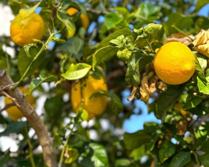 3 soverom Villa til salgs i Villamartin med svømmebasseng - € 475 000 (Ref: 9626795)