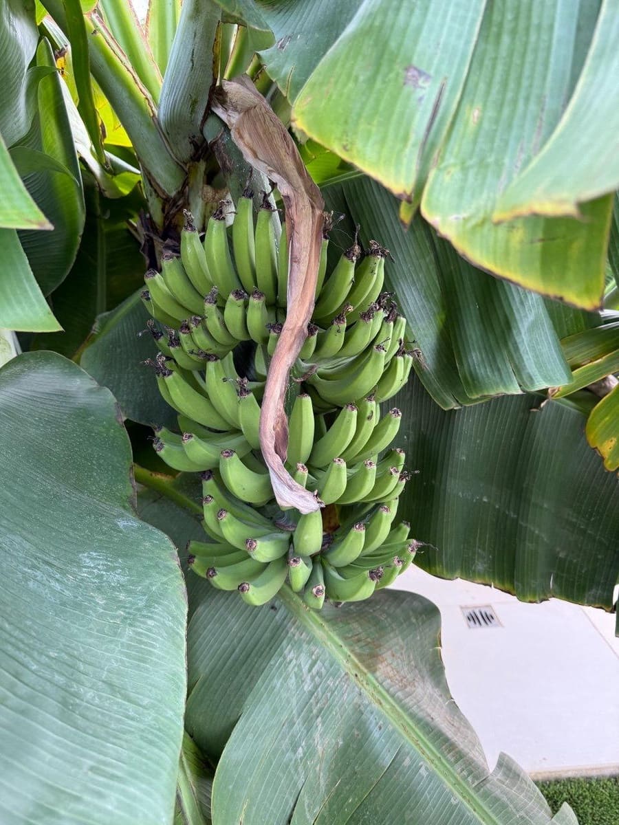 3 quarto Casa em Banda para arrendar em La Pobla de Vallbona com piscina - 2 000 € (Ref: 9446356)