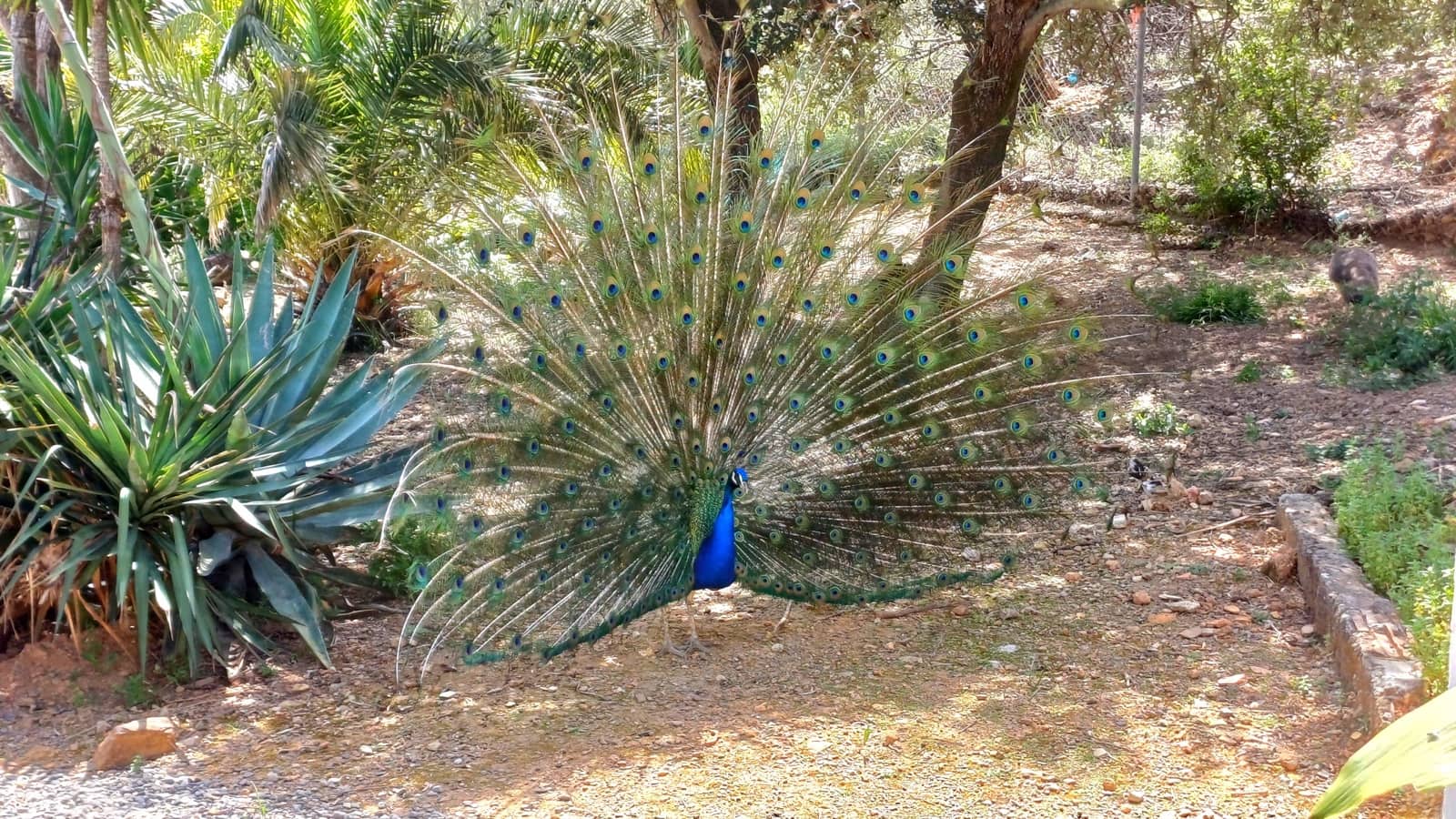 3 sypialnia Finka/Dom wiejski na sprzedaż w Riogordo z basenem garażem - 360 000 € (Ref: 8953564)