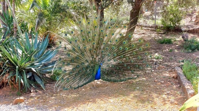 3 sypialnia Finka/Dom wiejski na sprzedaż w Riogordo z basenem garażem - 360 000 € (Ref: 8953564)