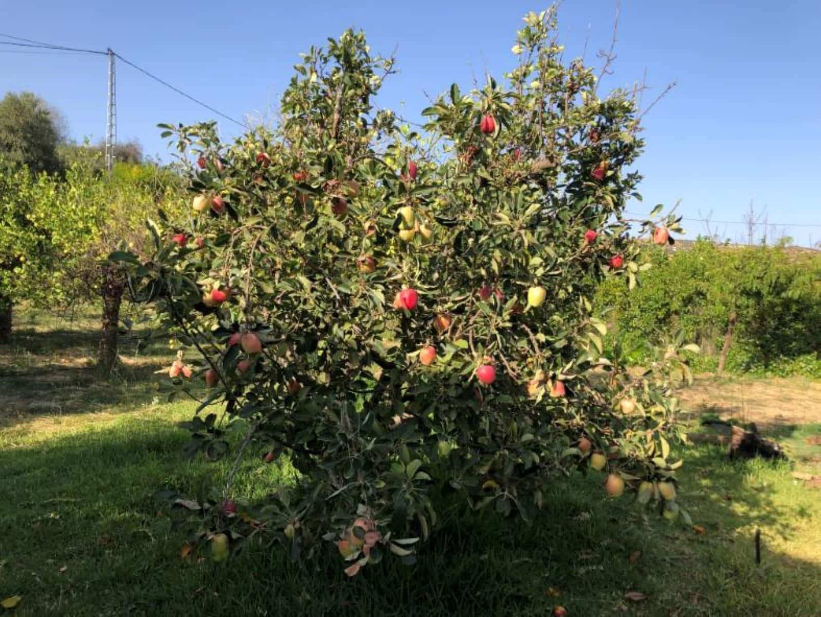 5 soverom Finca/Herregård til salgs i Alora med svømmebasseng garasje - € 400 000 (Ref: 8421866)