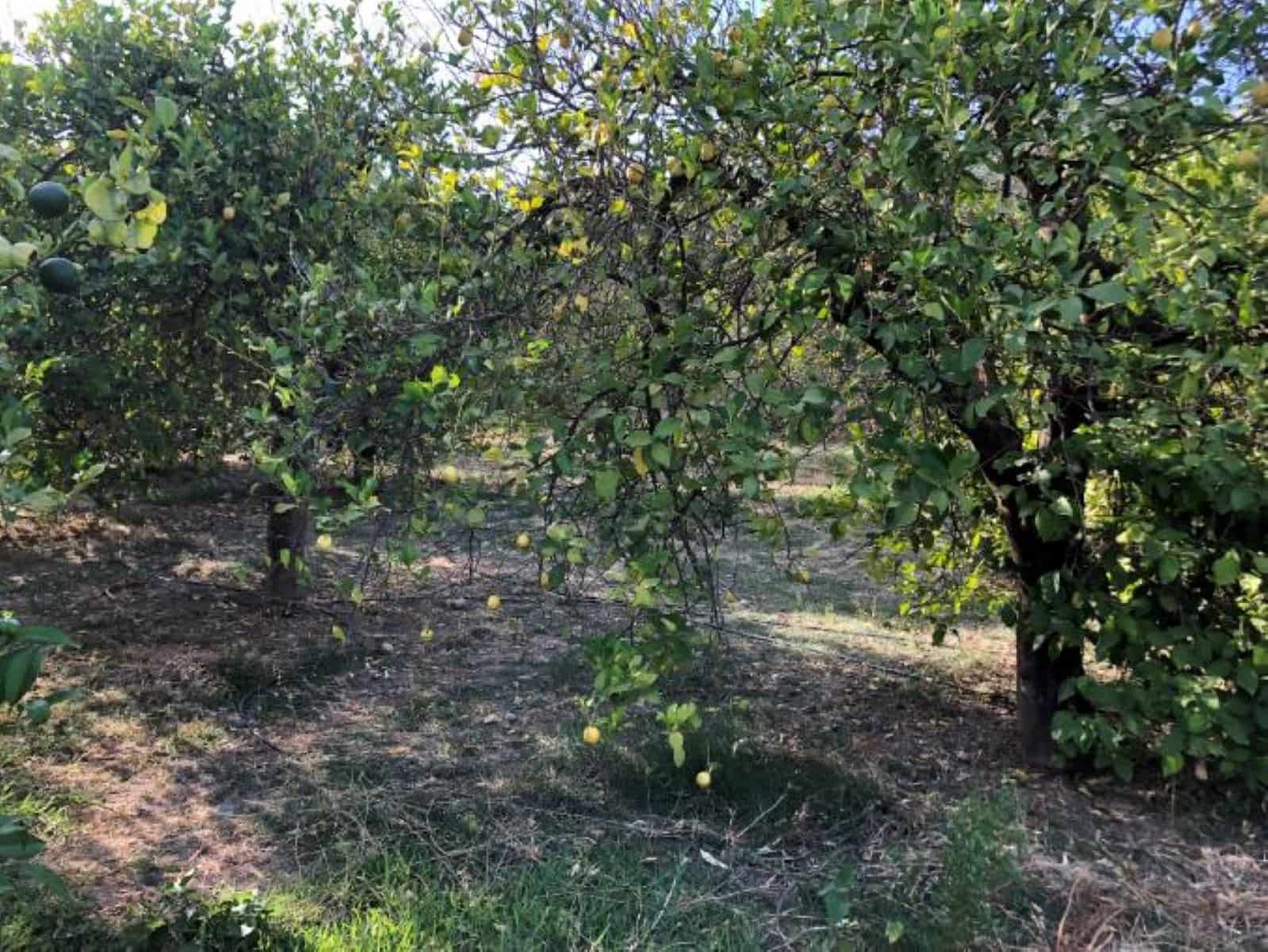 5 soverom Finca/Herregård til salgs i Alora med svømmebasseng garasje - € 400 000 (Ref: 8421866)