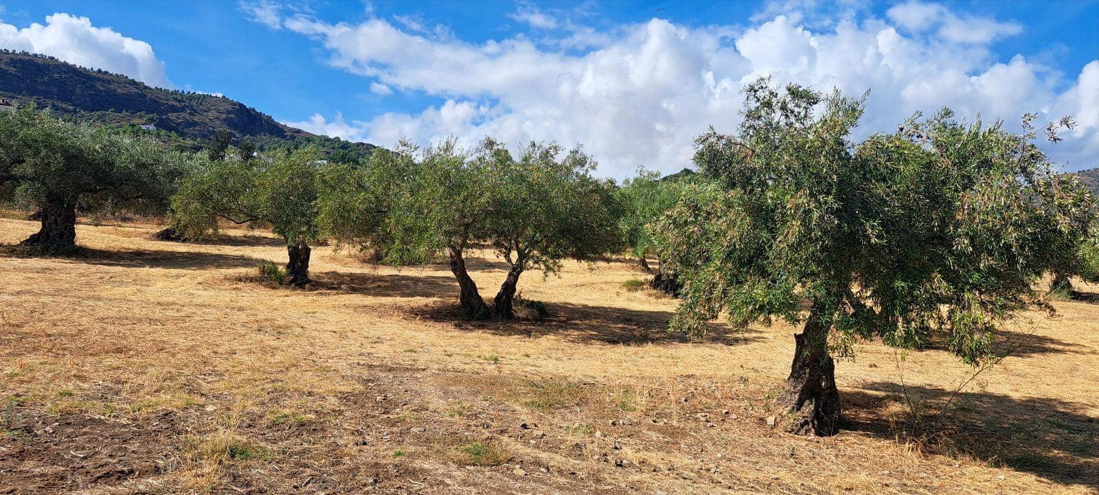 4 makuuhuone Maalaistalo myytävänä paikassa Alora mukana uima-altaan 
autotalli - 685 000 € (Ref: 9267558)