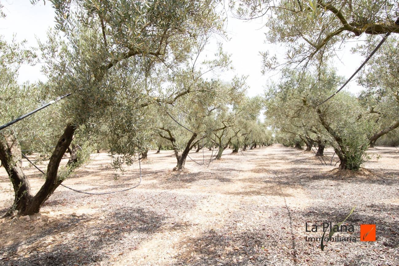 Grunde uden byggetilladelser til salg i Santa Barbara - € 36.000 (Ref: 7734464)